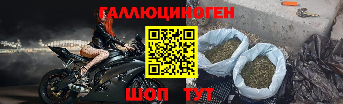 Псилоцибиновые грибы Cubensis Луга